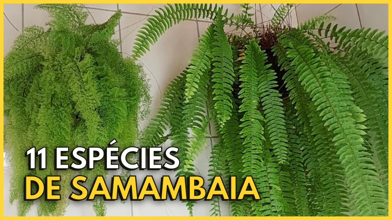 11 ESPÉCIES DE SAMAMBAIA LINDAS PARA VOCÊ CULTIVAR