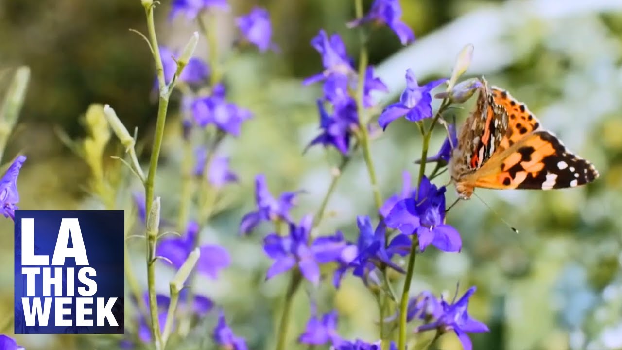 LADWP Recycled Water Giveaway