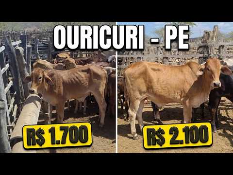 BEZERROS CRUZADOS VENDIDOS NA FEIRA EM OURICURI-PE, NO DIA 15/10/2026.
