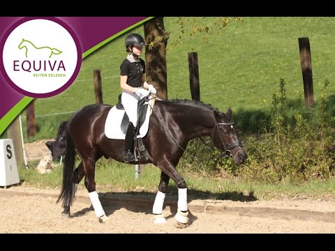 EQUIVA-Dressurserie Teil 3 - Übungen für die Lösungsphase