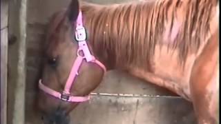 Equine Colic Relief Restores Life to Jake, who is sand gut impacted} Salvation Film # 33,467