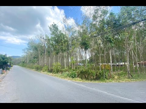 25 Rai Land Plot for Sale in an Excellent Thalang Location