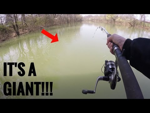 Catching GIANT Fish in a FLOODED Creek