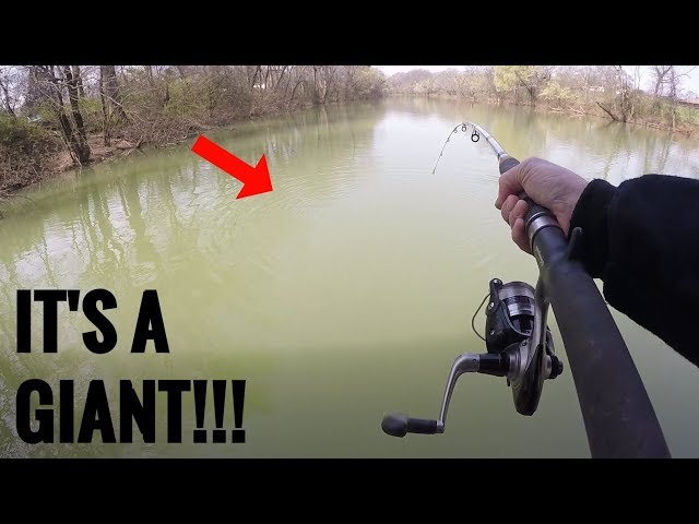 Catching GIANT Fish in a FLOODED Creek