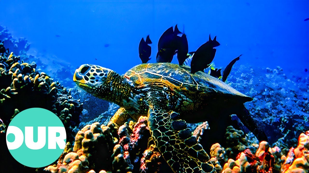 How Sea Life Helps Each Other Survive in the Ocean