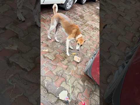 Feeding 200 Strays #shorts #youtubeshorts #dog #viralshort #memes #feed #animals #cat