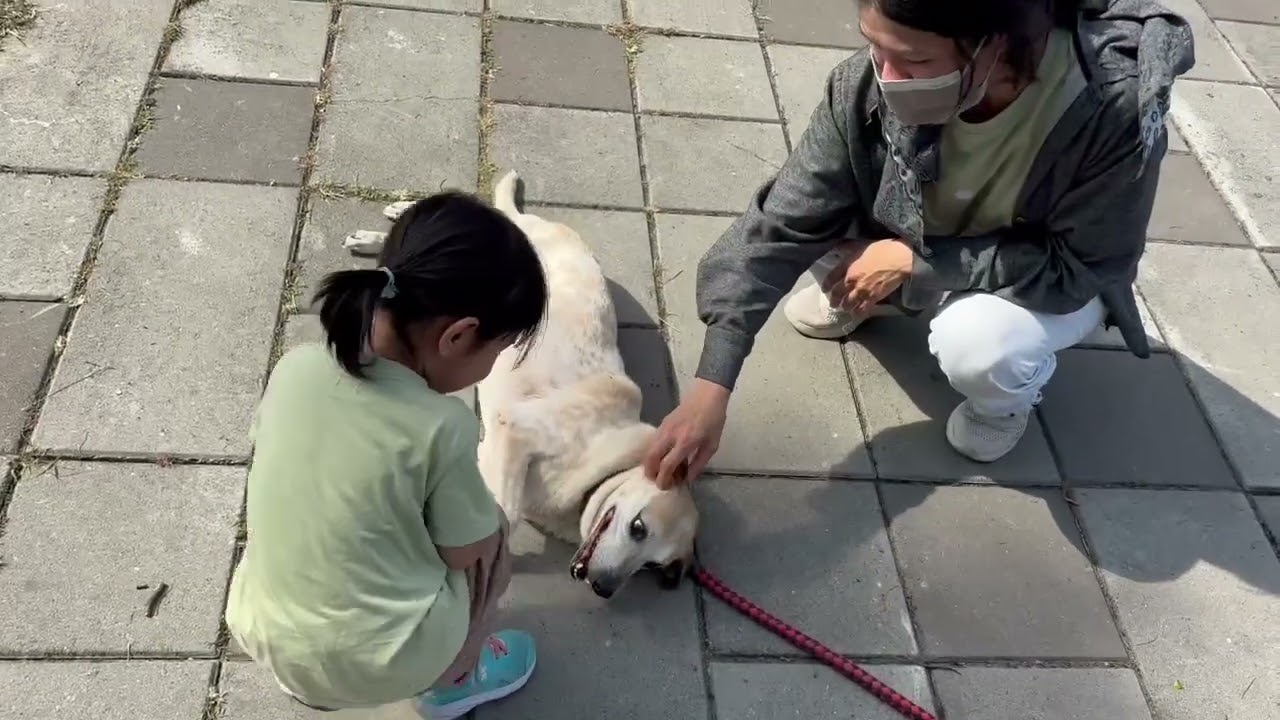 Orange, a ADOPTABLE mixed breed in San Mateo, CA video 1/6