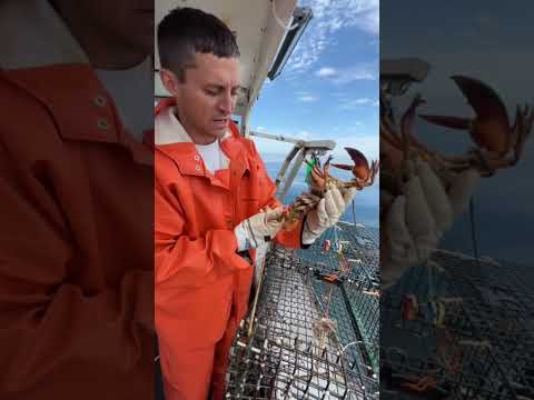 メインロブスター V ノッチ