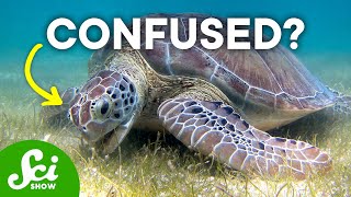 5 Animals With (Understandably) Poor Judgment