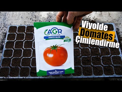 , title : 'Domates tohumu nasıl çimlendirilir - Domates ekimi - Viyolde domates nasıl çimlendirilir ?'