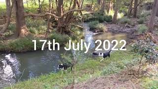 Clearing Progress (June/July 2022)