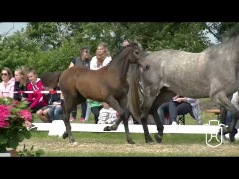 NF160 Stutfohlen von Crunch - Corrado I - Cassini I