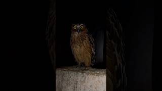 Download lagu SUARA BURUNG HANTU SERAM / Owl Sounds at Night #suaraseram #burunghantu #owl #sounds mp3