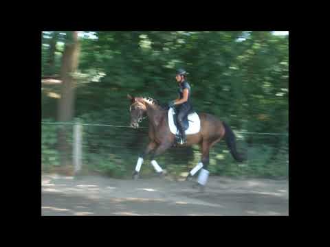 SAMY 7j. St. v. Sir Donnerhall - Walt Disney VB 10.000 ,- Euro