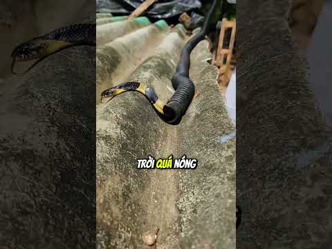 Những con rắn thích chui vào ống nước nhỏ xíu 😲