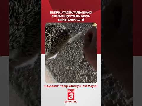 Bir kirpi, ayağına yapışan bandı çıkarması için yoldan geçen birinin yanına gitti...