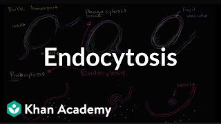 Endocytosis, phagocytosis, and pinocytosis | Biology | Khan Academy