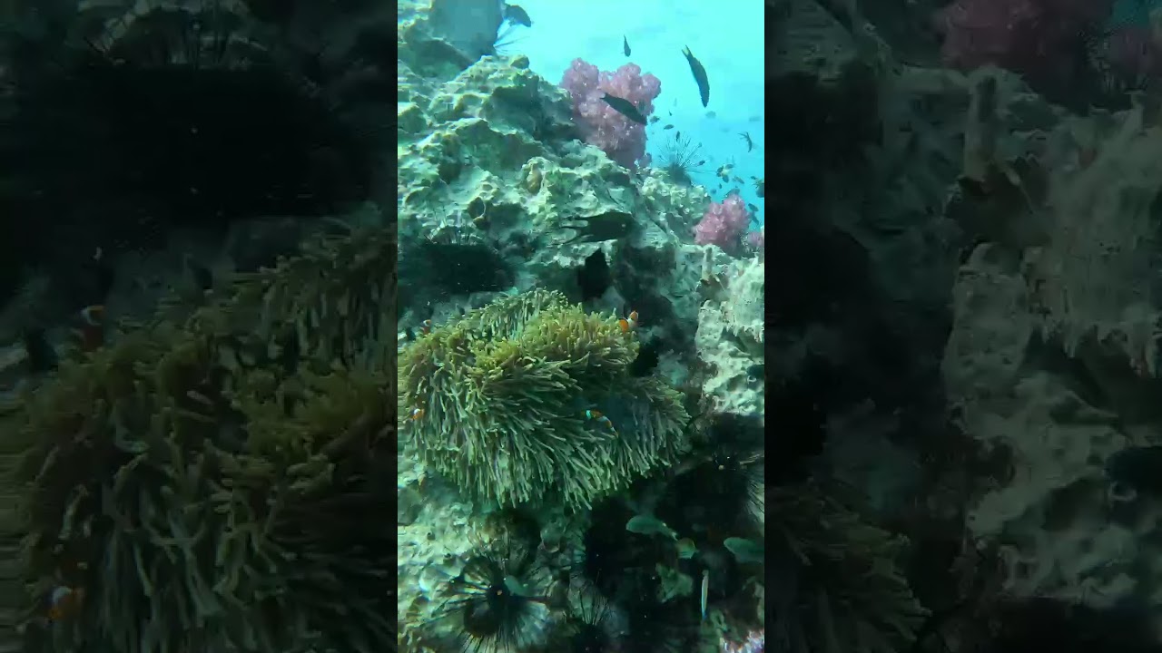 YouTube Short thumbnail