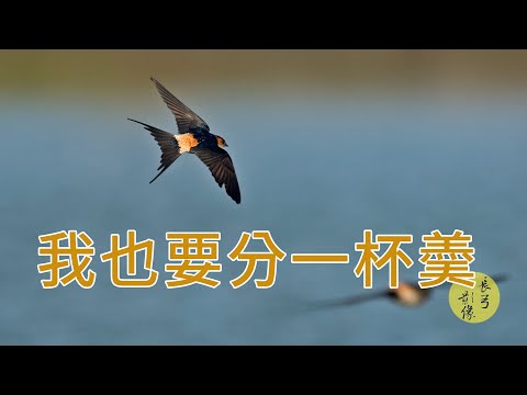 燕子飼料