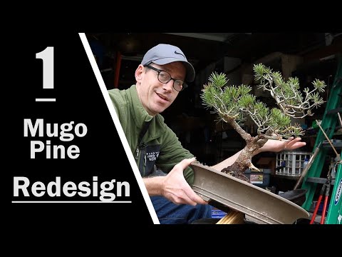 , title : 'Mugo Pine Redesign: Part 1: Pruning'