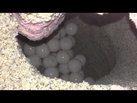 download lagu mp3 mp4 Turtle Laying Eggs, download lagu Turtle Laying Eggs gratis, unduh video klip Turtle Laying Eggs