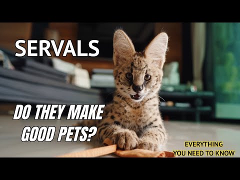 YouTube video about Discover the Fascinating Traits of Serval Cats