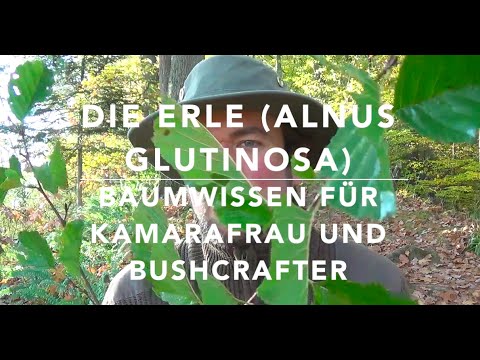 Black alder (Alnus glutinosa) Tree knowledge for bushcrafters... and so on! ;-)