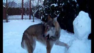 preview picture of video 'Czechoslovakian Wolfdog (Gibil z Peronówki)'