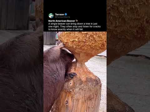 This Animal Can Drop a Tree Overnight