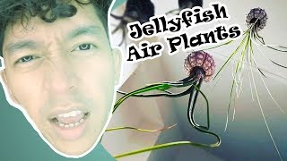 DIY | Jelllyfish Air Plants