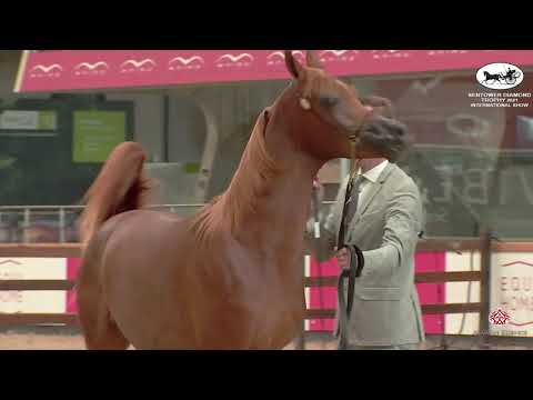 N 52 AJ SAMRAN   Sentower Diamond Trophy 2021   International Show   Yearling Colts Class 2