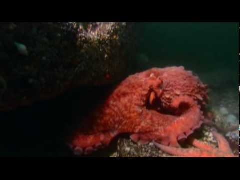 Discovery Channel Brasil - Vida - Polvo-Gigante-Do-Pacífico