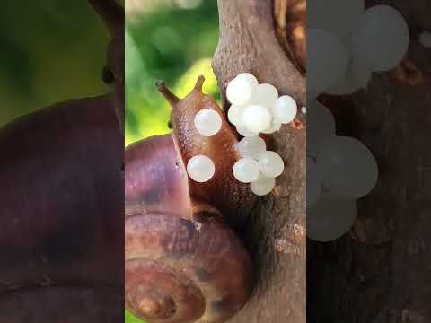 Snail Laying Eggs