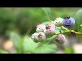 Annoying Singing Berries