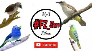 Download Lagu Mp3 Pikat Burung Mix Joss MP3 dan Video MP4 Gratis
