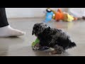 Miniature Poodle dogs for sale: Rome - Video 1