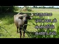 If You See A Buffalo In A Dream Erumaiyai Kanavil Kandal Buffalo In Dream Kanavu Palangal In