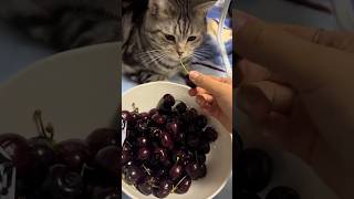 Helper Cats #cat #cute #catvideo #cutecat #funnyvideo #funny #pets
