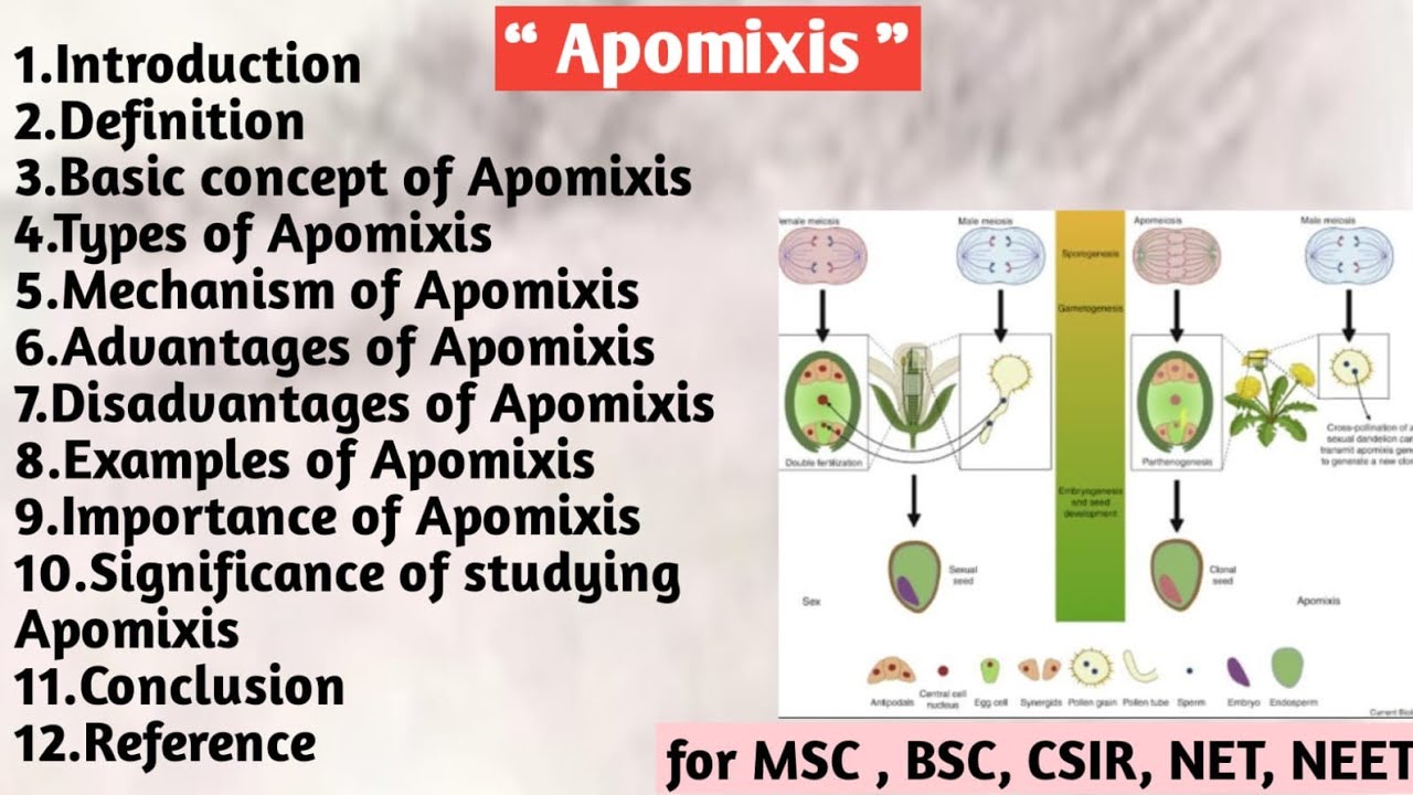 Apomixis | Basic concept | Types | Mechanism | Advantages | Example | Importance | Significance