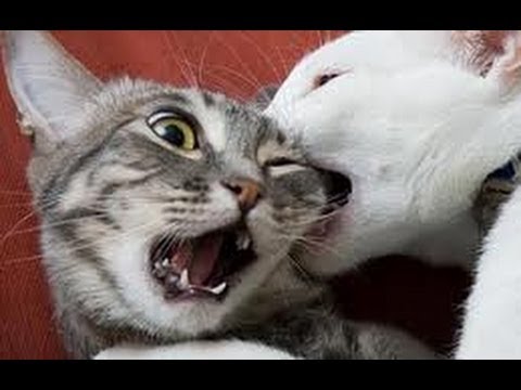 Cat fight  , cats fighting over territory