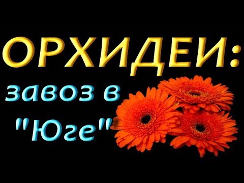 Новый ЗАВОЗ ОРХИДЕЙ в "Юге",08.06.2019.