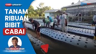 Bangkitkan Potensi Pangan di Jayapura, Tim Colo Sagu Gelar Aksi Tanam Ribuan Bibit Cabai di Sabron