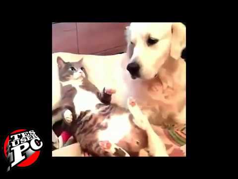 Lihat Tingkah Kucing Yang Konyol Dijamin Ngakak 100 Funny Kaskus