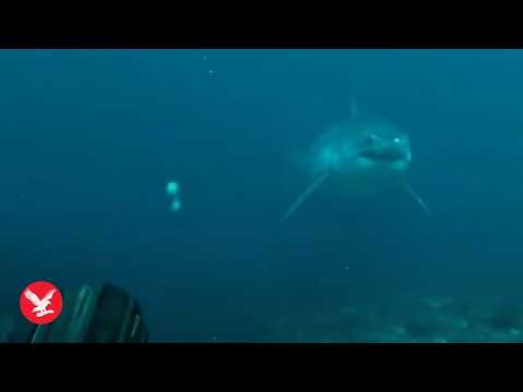 Great white shark comes face to face with scuba diver