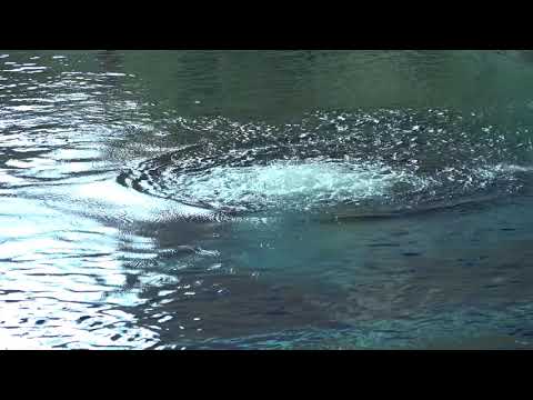 2018 Junior Nats C Girls Platform Prelims part 1