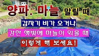 [탓밭농부 1,912]  마늘과 양파를 밭에 늘어서 말릴 때 비가 오면 이렇게 하세요! 마늘 익지 않게 이렇…