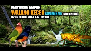 Download lagu Masteran Walang Kecek Untuk Murai & Lovebird gemercik air|| Indonesian Birds. mp3