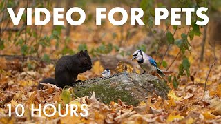 Cat TV for Pets to Watch 🐱 - 10 Hours of Birds, Squirrels and Forest Friends - Oct 28, 2025