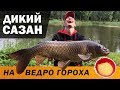 Рыба сазан, описание, места обитания и ловли, нерест
