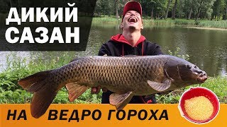 Книги по ловле сазана на фидер